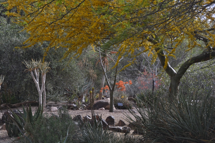 trees in bloom
